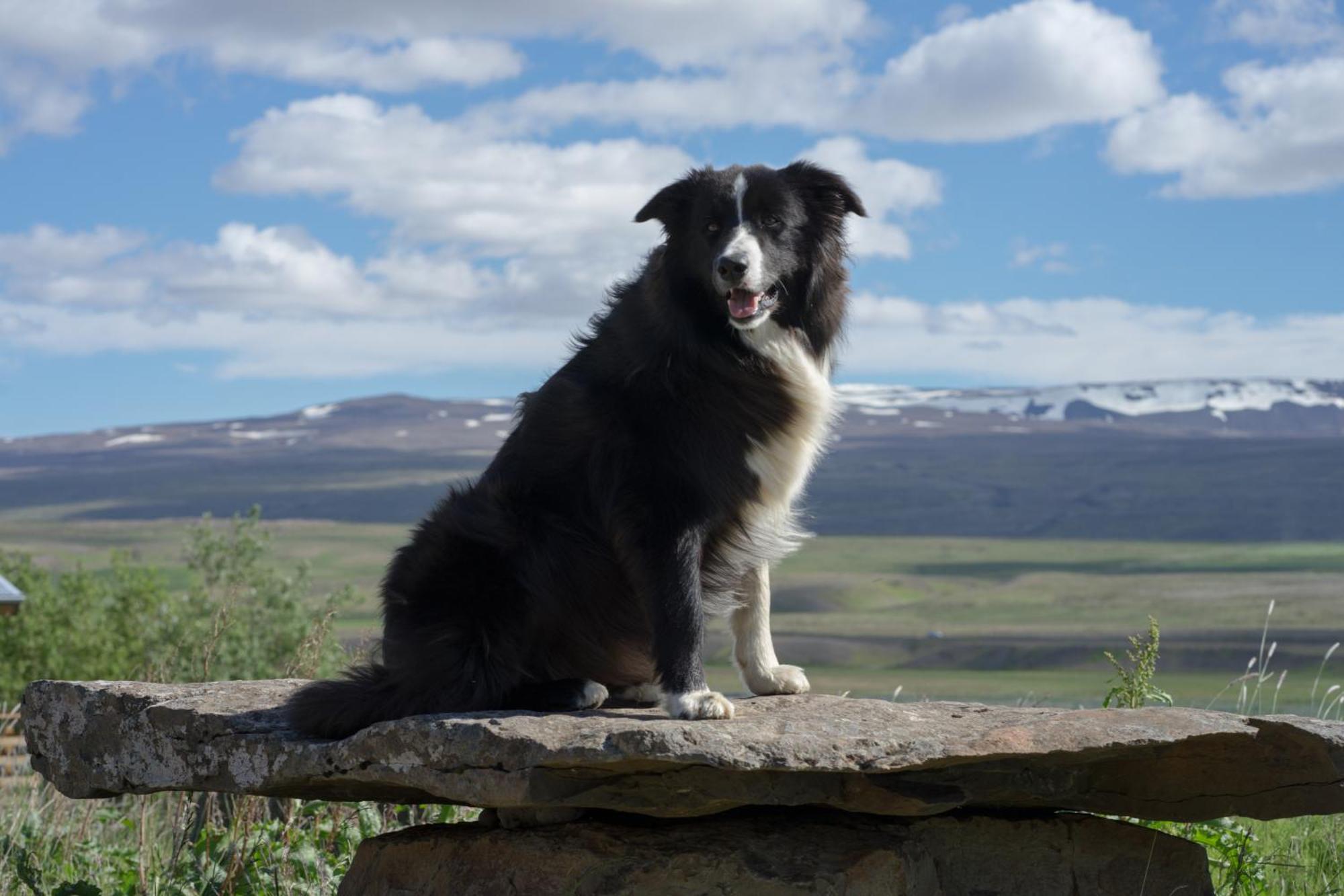 Hótel Á Reykholt  Esterno foto
